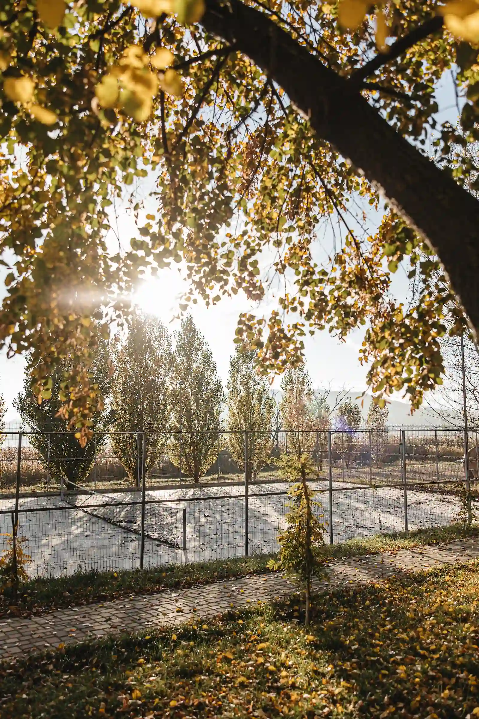 Soarele de toamnă printre crengile unui copac cu frunze galbene, cu plopi, gard de plasă și terenul de tenis în spate